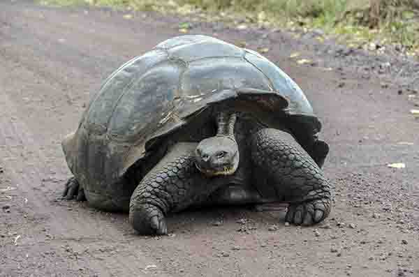 Tortuga gigante de Galápagos - isla Santa Cruz - islas Galápagos - Ecuador 3.jpg